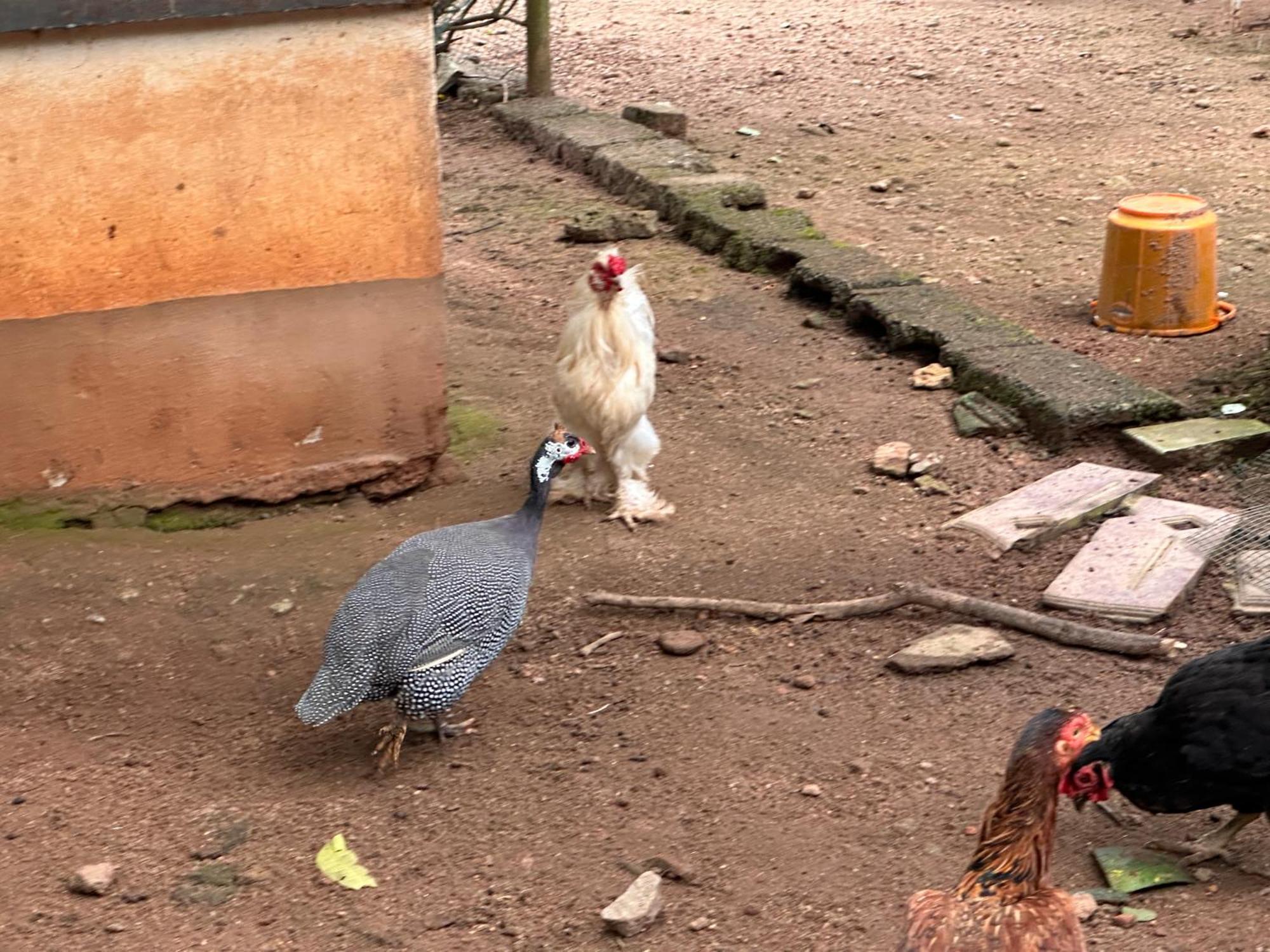 Kattil Farm Stay Varkala トリバンドラム エクステリア 写真
