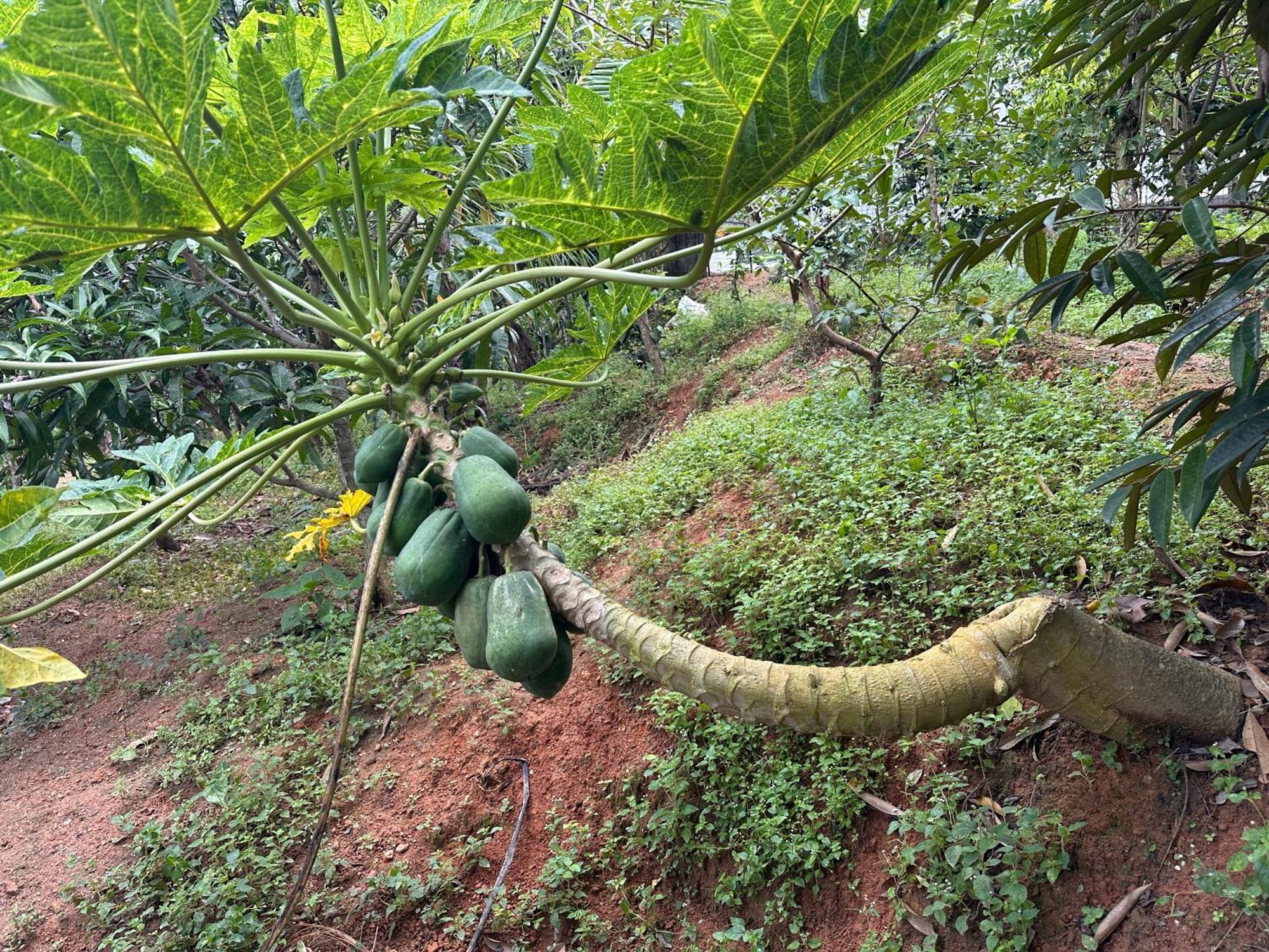 Kattil Farm Stay Varkala トリバンドラム エクステリア 写真