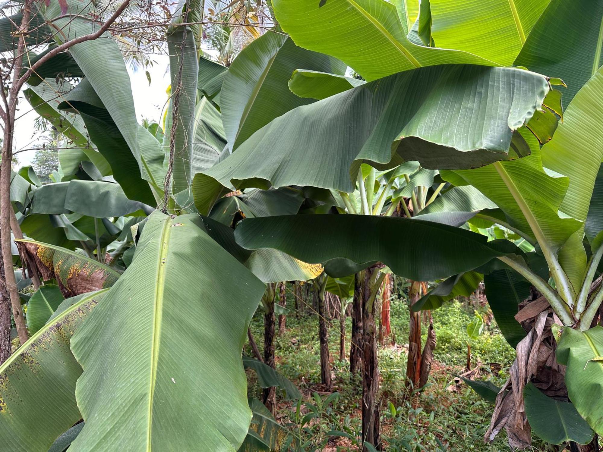 Kattil Farm Stay Varkala トリバンドラム エクステリア 写真