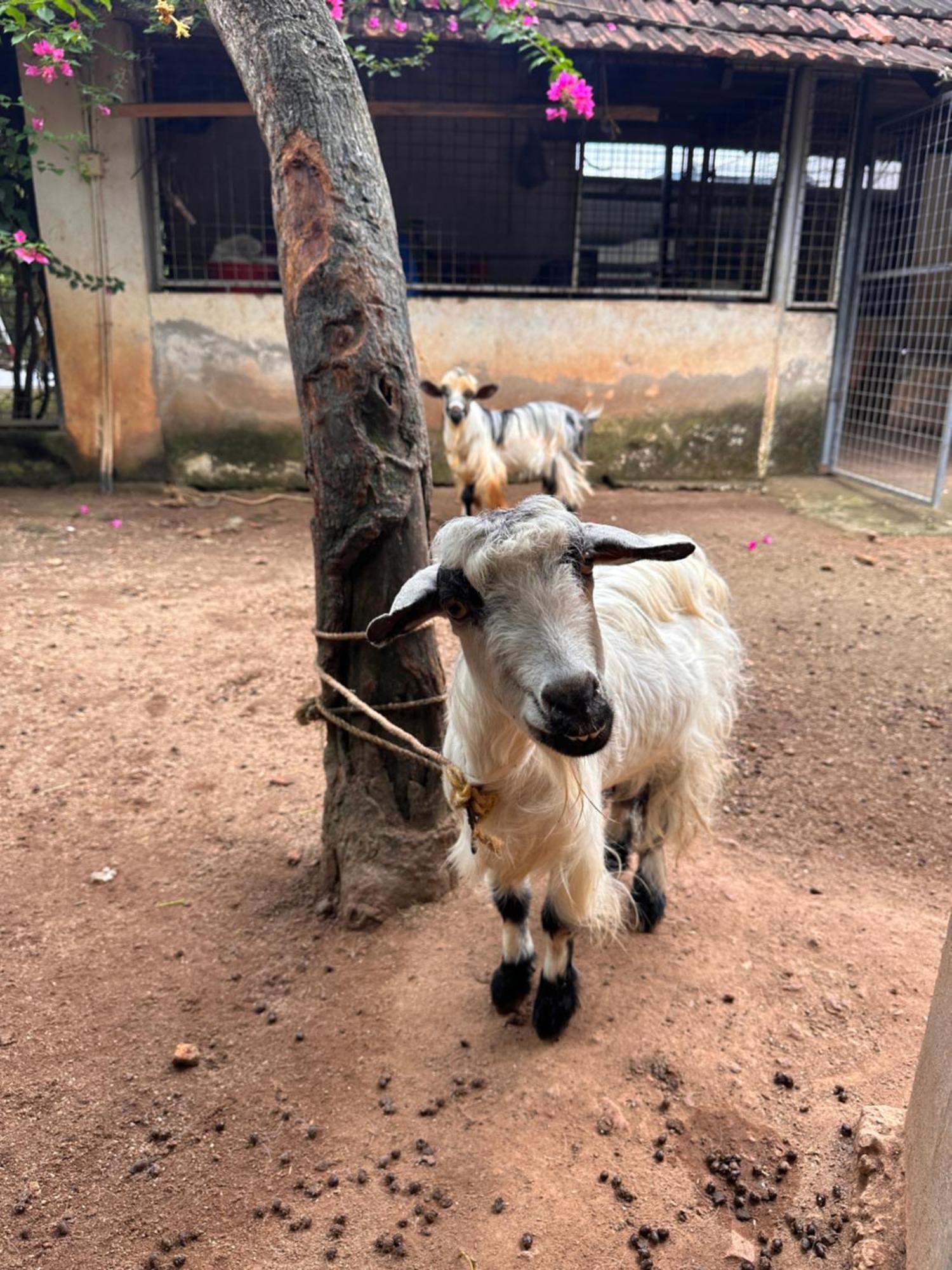Kattil Farm Stay Varkala トリバンドラム エクステリア 写真