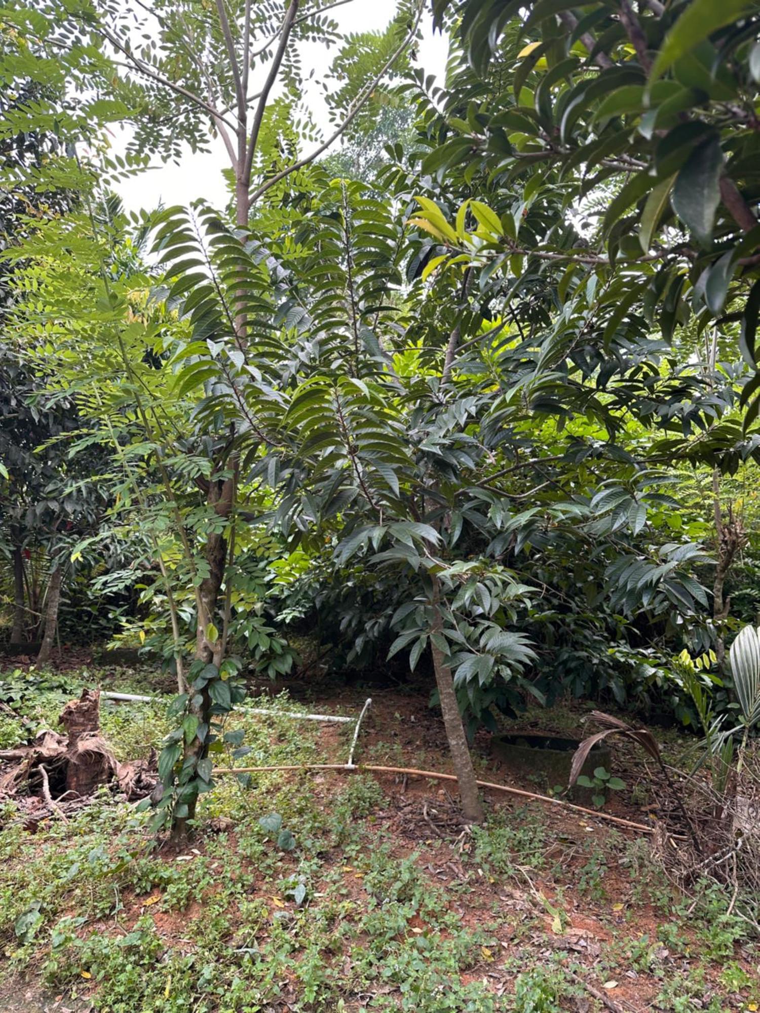 Kattil Farm Stay Varkala トリバンドラム エクステリア 写真