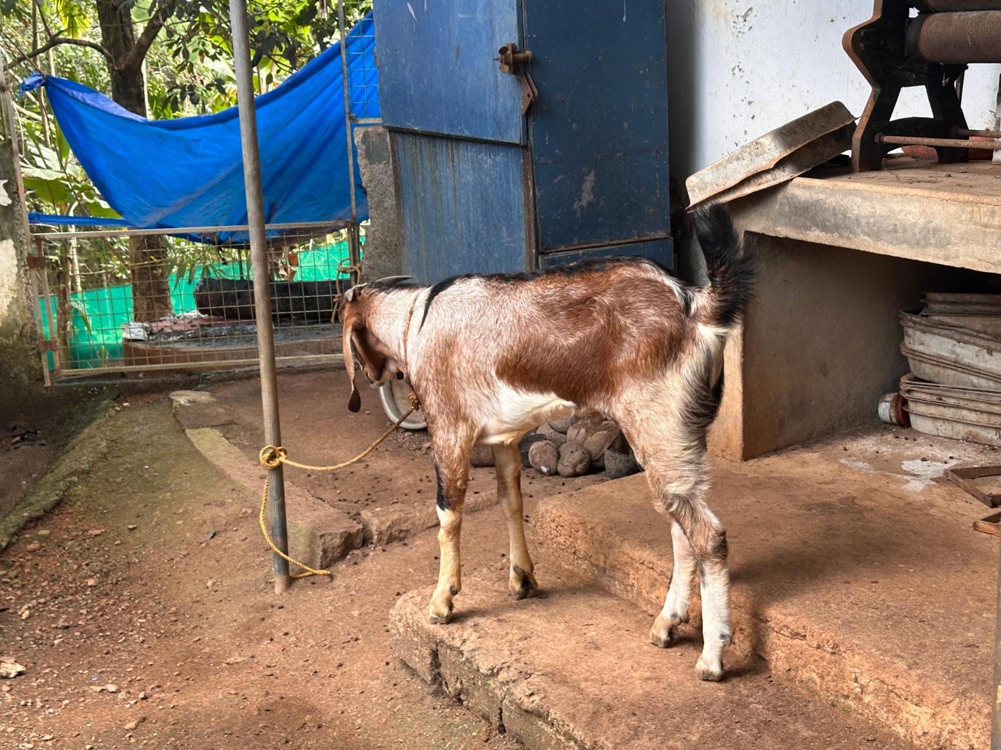 Kattil Farm Stay Varkala トリバンドラム エクステリア 写真