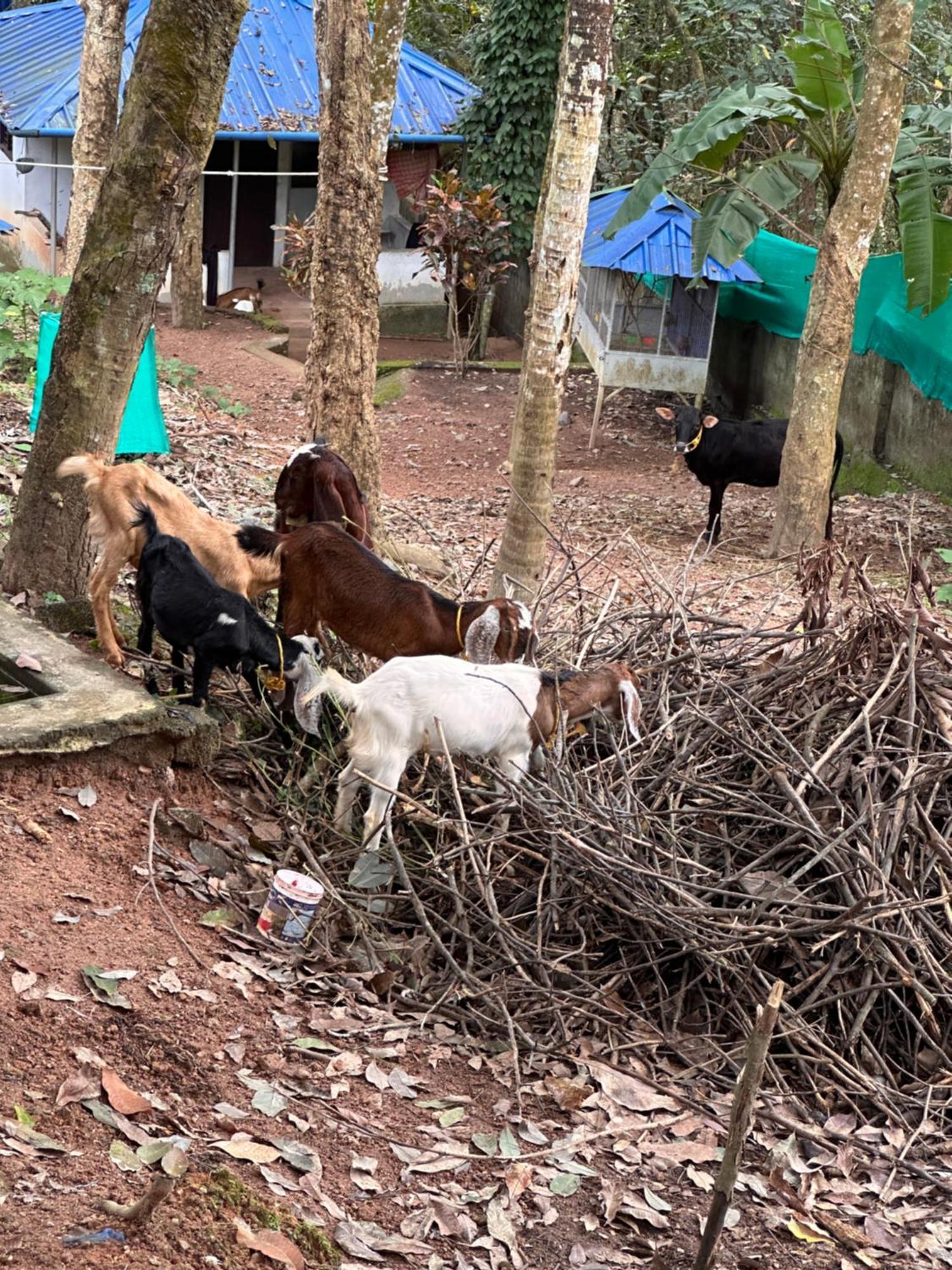 Kattil Farm Stay Varkala トリバンドラム エクステリア 写真